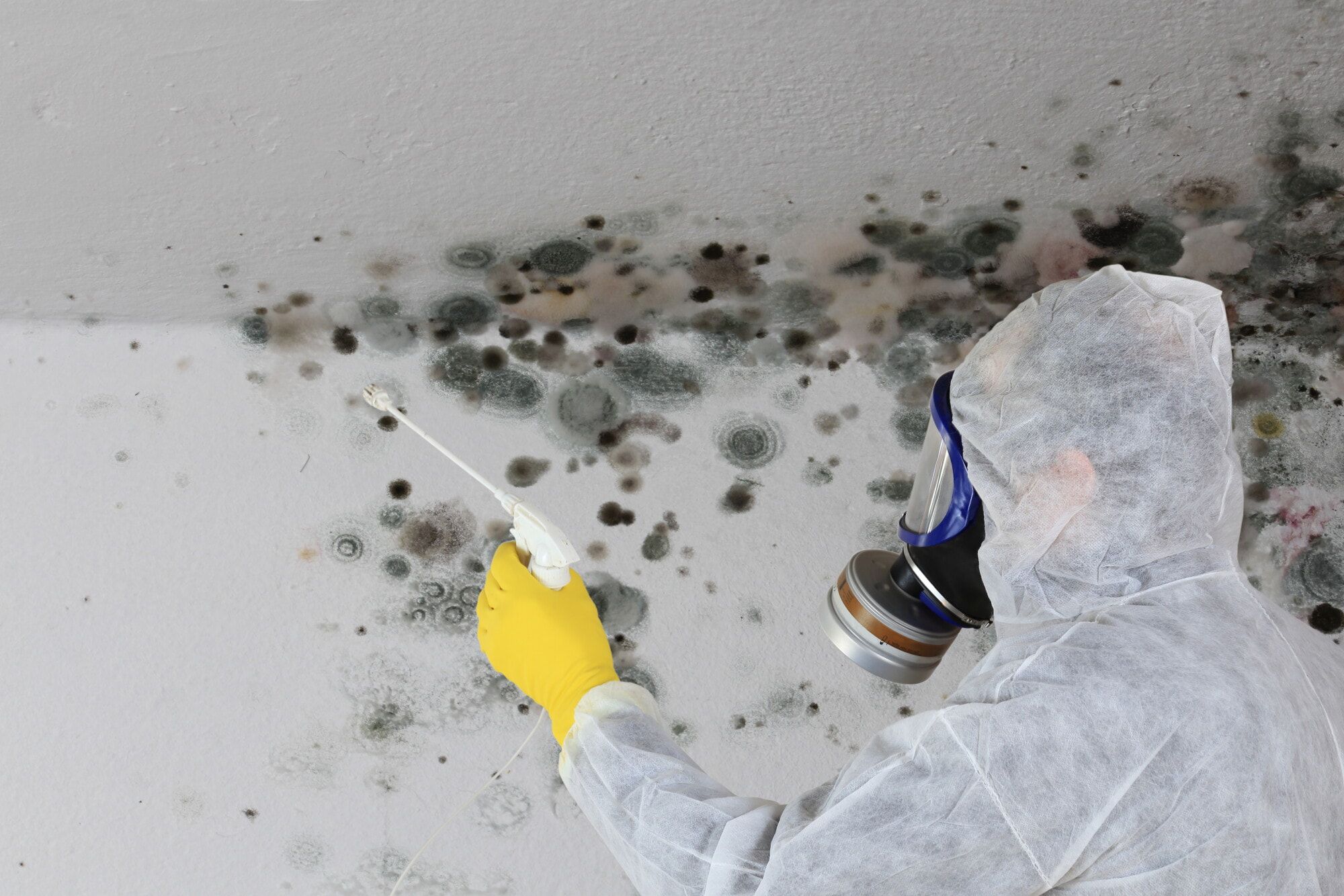 Mold remediation work on an interior wall