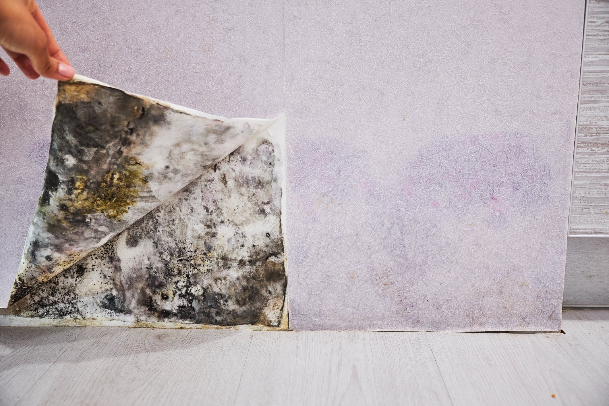 Mold exposed behind lifted wall covering
