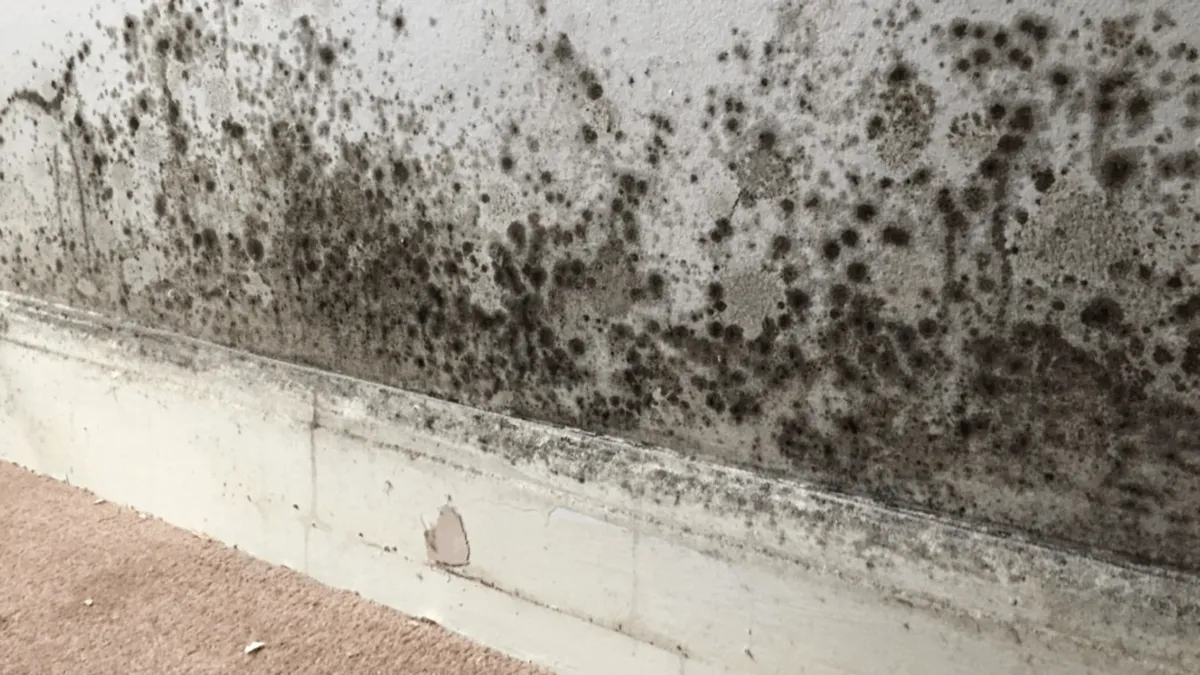 Mold growth on an interior wall requiring moisture assessment and remediation.